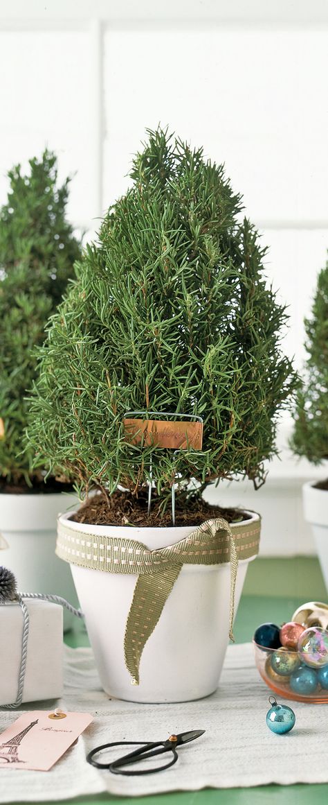 Rosemary Christmas Tree | Trimmed to resemble conifers, aromatic rosemary plants can be given away, addressed with copper plant labels (available at florists) and tied with a ribbon. Or enjoy displayed on a buffet or sideboard. Rosemary Christmas Tree, Bonsai Sculpture, Rosemary Tree, Rosemary Plants, Green Holiday Decor, Natal Country, Green Christmas Decorations, Copper Plant, Christmas Plants