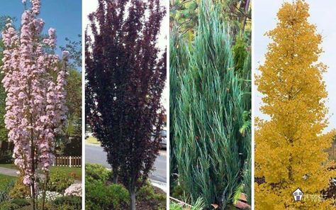 Narrow Trees for Small Yards that Pack a Punch | Pretty Purple Door Ornamental Trees Landscaping, Narrow Trees, Evergreen Trees For Privacy, Pretty Punch, Moderne Have, Trees For Front Yard, Small Yard Landscaping, Privacy Trees, Backyard Trees