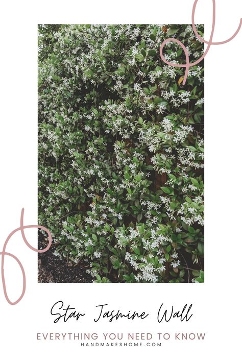 Star Jasmine Wall: All Your Questions Answered! Star Jasmine Trellis Wall, Star Jasmine Fence, Jasmine Trellis Wall, Star Jasmine Wall, Niche Makeover, Large Living Room Windows, Star Jasmine Trellis, Jasmine Wall, Cabana Bathroom