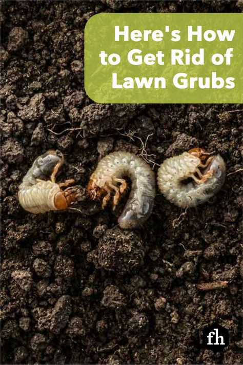 Grub Control In Lawns, How To Get Rid Of Grubs In The Garden, How To Get Rid Of Grubs In Lawn, Grubs How To Get Rid Of, Japanese Beetles How To Get Rid Of, How To Get Rid Of Gophers In Yard, Grubs In Lawn, Garden Walkway Ideas, Getting Rid Of Gophers