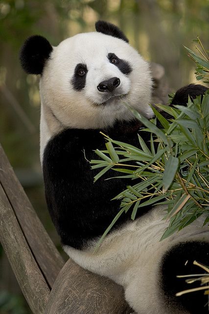 Bai Yun | Arriving in San Diego as an energetic five year ol… | Flickr Bamboo Art, Panda Bears, Panda Love, San Diego Zoo, Giant Panda, Animal Photos, Baby Panda, Martin Freeman, Chengdu