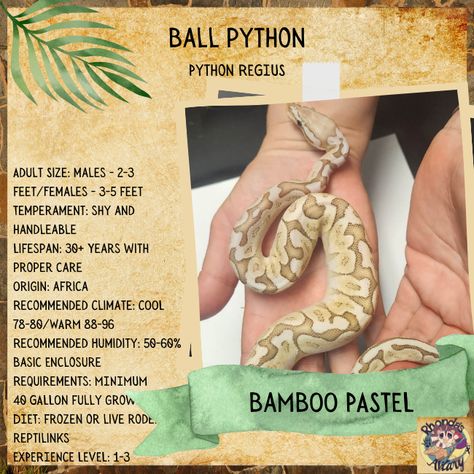 BAMBOO PASTEL BALL PYTHON BABY Click the link for MORE information https://zurl.co/J00a #RhondasAviary #ballpythonsofinstagram #sneklover #sneks #ballpython Ball Python Morphs Chart, Snake Information, Pastel Ball Python, Ball Python Care, Snake Enclosure, Snake Tank, Danger Noodles, Python Regius, Reptile Care