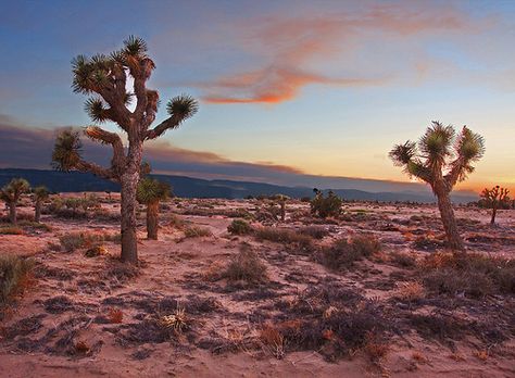 Desert Aesthetic, Nevada Desert, Desert Life, Argentina Travel, Fallout New Vegas, Desert Vibes, Mojave Desert, Southwest Desert, Desert Landscaping