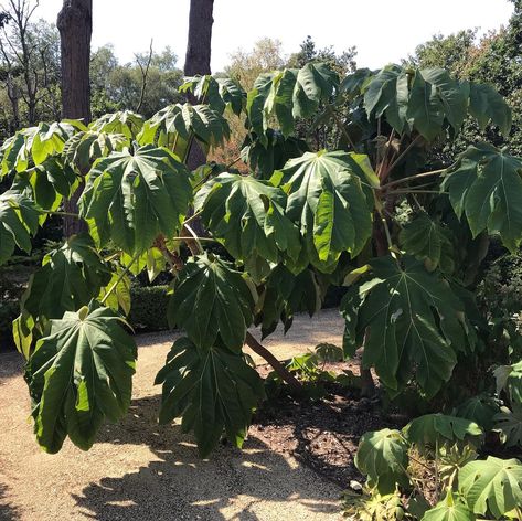 Water Butts, Amazing Plants, Chinese Rice, Paper Plants, Fruit Garden, Organic Vegetables, Kitchen Garden, Rice Paper, In The Garden