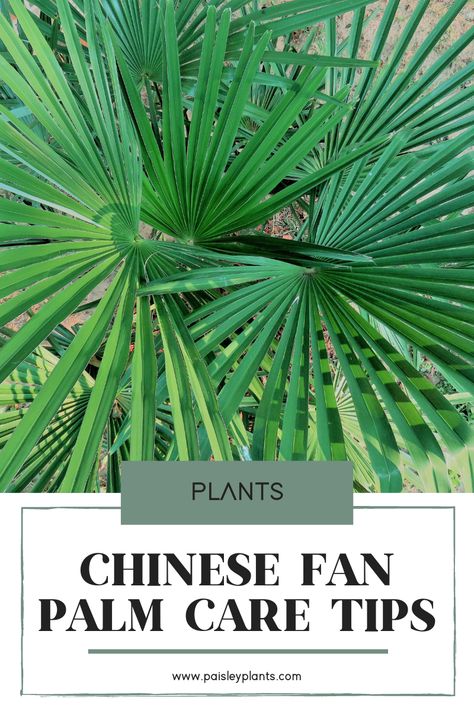 Your guests will want to know all about your beautiful Chinese Fan Palm when they see this stunning plant! Over at paisleyplants.com you have a complete care guide (along with its history and background!) to keep those conversations flowing as you grow and nurture it towards its full potential! Palm Plant Care, Livistona Chinensis, Chinese Fan Palm, Chinese Fan, Fan Palm, Plant Care Tips, Plant Hacks, Inside Plants, Palm Plant