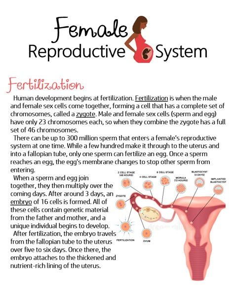 Female Reproductive System (Fertilization) ~ Anchor Chart * Jungle Academy Reproductive Health Notes Class 12, Female Reproductive System Notes, Female Reproductive System Drawing, Reproductive System Notes, Reproductive System Activities, Reproductive System Anatomy, Female Reproductive System Anatomy, Human Body Vocabulary, Nursing School Studying Cheat Sheets