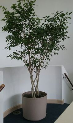 Tree Indoor Plants, Ficus Indoor Plant, Ficus Plant Indoor, House Plant Tree, Weeping Fig Tree Indoor, House Trees Indoor, Ficus Benjamina Indoor, Big Plants Indoor, Indoor Ficus Tree