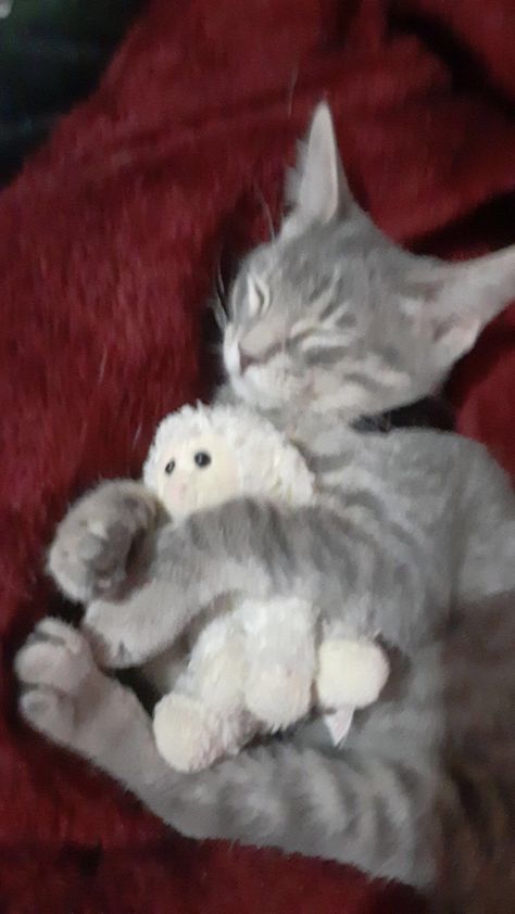 Cat With Stuffed Animal, Hug Meme, Sleep Hug, Animals Sleeping, Kitten Cuddle, Kitten Sleeping, Orange Kitty, Sleepy Kitten, Cat Species