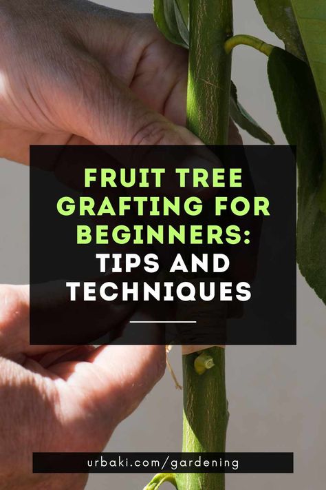 Are you a fruit tree lover but frustrated by the limited variety of fruit available in your area? Or maybe you're looking for a fun and rewarding hobby that will give you a sense of satisfaction and a bountiful harvest. Either way, fruit tree grafting may be just what you need. With a little bit of knowledge and practice, anyone can learn to graft their own fruit trees, creating unique combinations of fruit varieties and improving the health and productivity of their trees. In this article... How To Graft Fruit Trees, Grafting Plants Fruit, Apple Tree Care, Tree Grafting, Grafting Fruit Trees, Grafting Plants, Fruit Bearing Trees, Beach Equipment, Growing Fruit Trees