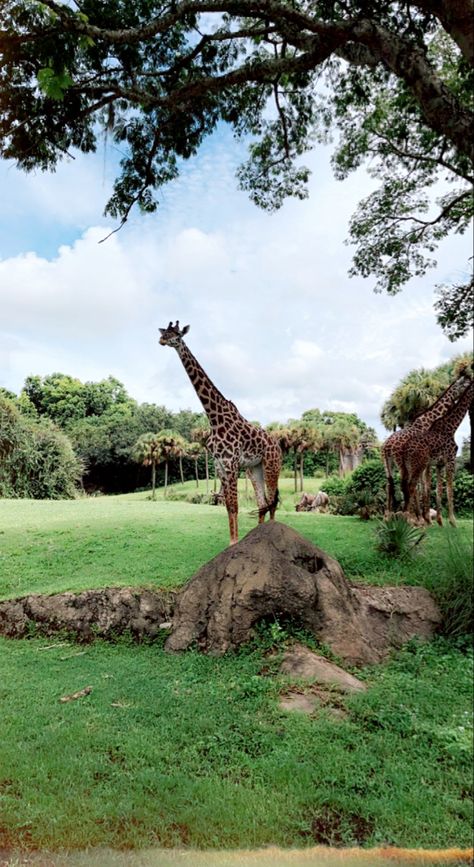 animal kingdom safari🦒 Animal Kingdom Safari, Magical Places, Animal Kingdom, Disney, Animals