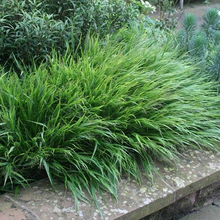 Hakonechloa macra Hakonechloa Macra, Delosperma Cooperi, Japanese Forest, Perennial Grasses, Garden Border, Garden Shrubs, Front Yard Garden, City Garden, Garden Care