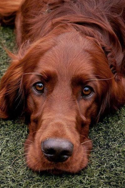 Irish setter Irish Red Setter, Irish Setter Dogs, Gordon Setter, Golden Retriever Mix, Irish Setter, Dog Photography, Cocker Spaniel, Beautiful Dogs, Animals Friends