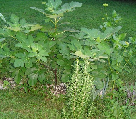 A newly planted fig tree is surrounded by Rosemary and Iris.  Planted once, these will grow happily here for years. Food Forest, Fig Tree, Forest House, Community Gardening, Fig, Over The Years, Forest, Herbs, Plants