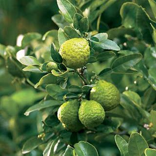 Between Science And Religion: The Benefits Of Kaffir Lime Lime Pictures, Tattoo Plant, Citrus Plant, Lime Margarita, Gardening Gear, Avocado Tree, Lime Tree, Fragrant Plant, Kaffir Lime