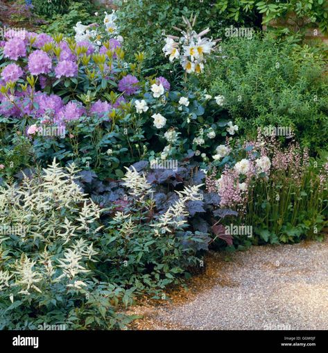 What To Plant With Rhododendron, Rhododendron Garden Landscaping, Rhododendron Landscaping, Rhododendron Hedge, Rhododendron Flower, Rhododendron Garden, Rhododendron Plant, Growing Garden, Purple Plants