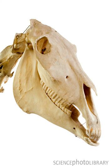 Horse skull. Side view of the skull of a horse (Equus caballus). Skull Side View, Horse Bones, Skeleton Horse, Horse Skeleton, Mari Lwyd, Horse Skull, Skull Reference, Animal Skeletons, Horse Anatomy