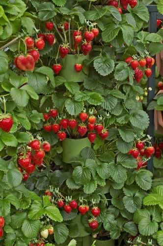 High Performance Strawberry Course: TGN Strawberry Display, Strawberry Vine, Strawberry Bush, Low Sugar Jam, Strawberry Flower, Life Vision, Dream Life House, Growing Strawberries, Strawberry Plants