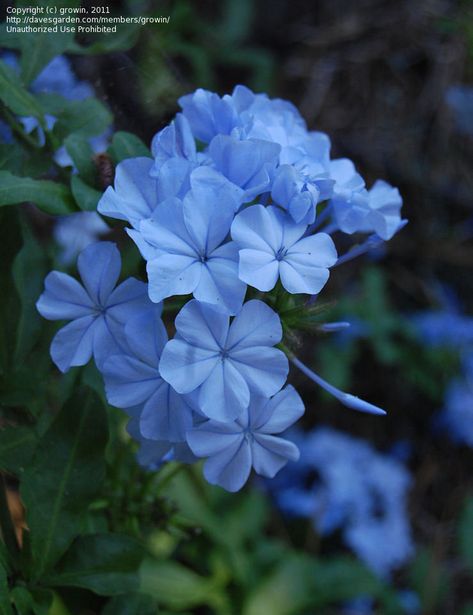 PlantFiles Pictures: Plumbago, Cape Leadwort (Plumbago auriculata) by Clare_CA Plumbago Auriculata, Blue Plumbago, Ivy Flower, Future Garden, Blue Plants, Blue And Purple Flowers, Lord God, Cute Flower Wallpapers, Plant Aesthetic