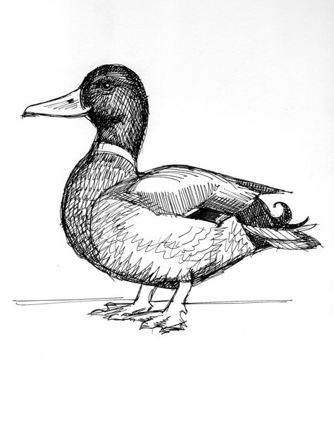 Mallard Duck Sketch, Mallard Duck Tattoo Black And White, Mallard Illustration, Protagonist Ideas, Mallard Drawing, Duck Drawing Sketches, Mallard Tattoo, Mallard Duck Drawing, Mallard Duck Tattoo