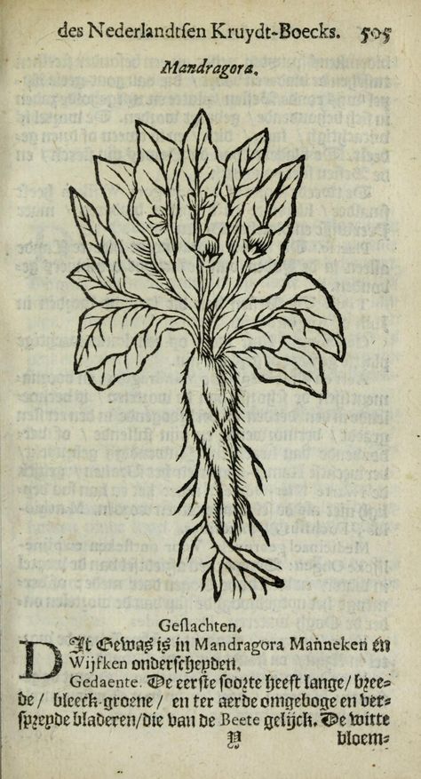 Mandrake Root, Medieval Tattoo, Medieval Drawings, Woodcut Art, Minimalist Tattoo, Botanical Illustration, Street Art, Humanoid Sketch, History