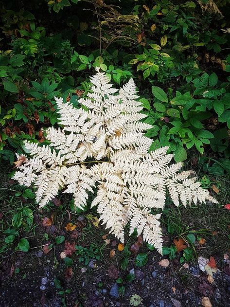 Albino Plants, Mildly Interesting, Happy Motivation, White Leaf, Photosynthesis, Growing Tree, Character Ideas, Random Pics, Four Leaf