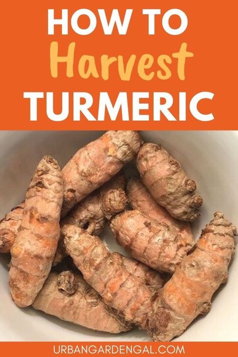 Harvesting turmeric When To Harvest Turmeric, Tumeric Plants, How To Grow Turmeric, Container Herbs, Planting Ginger, Growing Turmeric, Dirt Therapy, Grow Turmeric, Turmeric Plant