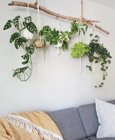 Gorgeous Plants, Plants Hanging, نباتات منزلية, Plant Decor Indoor, House Plants Decor, Room With Plants, House Plants Indoor, Plant Wall, Hanging Plants