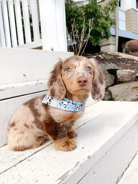 Big Dogs Breeds, Biggest Dog In The World, Dapple Dachshund Puppy, Puppy Dachshund, Biggest Dog, Dachshund Puppy Miniature, Dapple Dachshund, Dogs Breeds, Giant Dogs