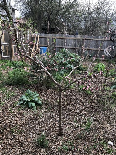 Micro Orchard, Small Canopy, Permaculture Design, Rainwater Harvesting, Master Gardener, Small Trees, Permaculture, Horticulture, Fruit Trees