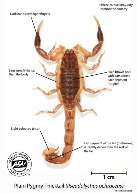 The Small Brown Scorpion of Gauteng - African Snakebite Institute Snake Bites, Science And Nature, Scorpion, Biology, Light Colors, Red, Quick Saves