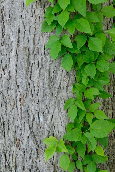 Why poison ivy is an unlikely climate change winner Poison Ivy Plant, Poison Ivy Leaves, Poison Ivy Plants, United States Botanic Garden, Pictures For Edits, Ivy Plant, Virginia Creeper, Desert Environment, Canada Photos