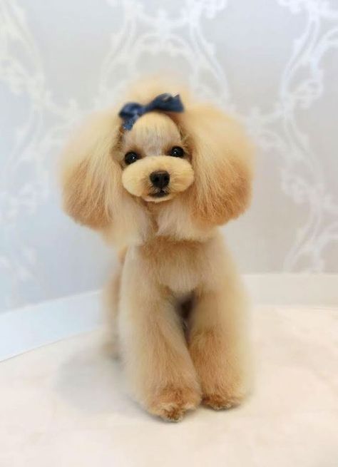 Poodle Haircuts, Poodle Haircut, Dog Grooming Styles, Grooming Ideas, Poodle Cuts, Creative Grooming, Toy Poodles, Poodle Grooming, Bulldog Breeds