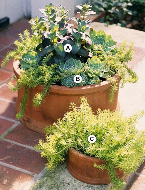 25 Outdoor Succulent Container Ideas that Resist Heat and Drought Angelina Sedum, Sedum Reflexum, Paddle Plant, Echeveria Imbricata, Large Terracotta Pots, Garden Succulents, Succulent Gardens, Dish Garden, Growing Succulents