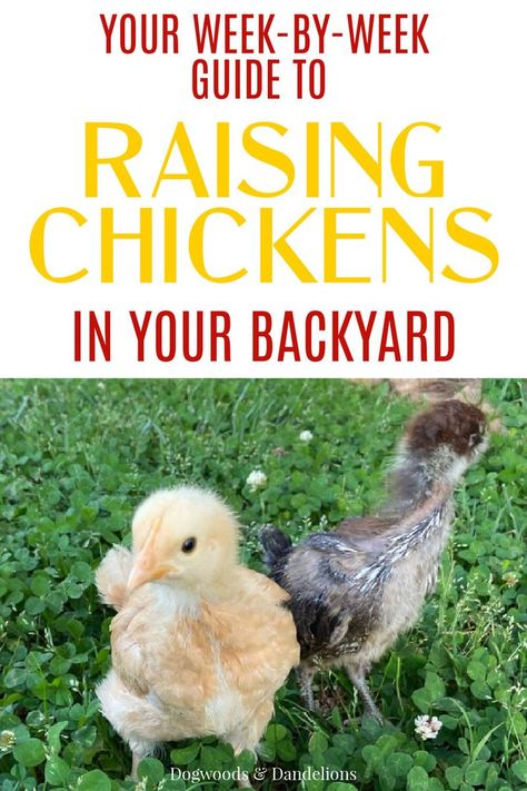 Raising Chickens For Beginners, Chickens For Beginners, Raising Baby Chicks, Baby Chicks Raising, Raising Ducks, Raising Chicks, Backyard Chicken Coop Plans, Diy Chicken Coop Plans, Backyard Chicken Farming