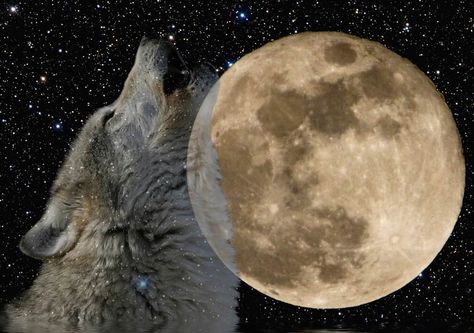 WOLF MOON: January’s Full Moon – Secret Working’s of a Witch Real Werewolf, January Full Moon, Wolf Mates, Full Moon Names, Night Wolf, Moon Names, Le Cri, Wolf Love, Moon Pictures