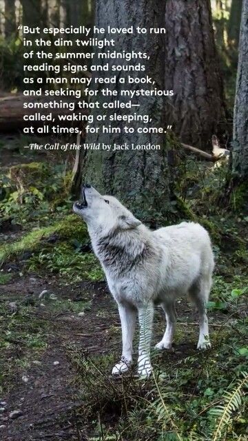 The Call Of The Wild Call Of The Wild Quotes, The Wild, Wild Man, The Call Of The Wild, Wolf Poem, Wild Quotes, Wild Movie, Read Sign, Wild Book