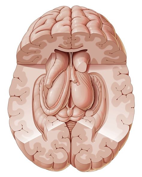 Subcortical structures Nervous System Anatomy, Corpus Callosum, Gross Anatomy, Cerebral Cortex, Brain Structure, White Matter, Cerebrospinal Fluid, Limbic System, Brain Anatomy