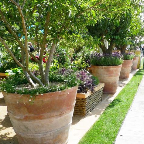 Pots In Garden Ideas, Trees In Large Pots, Grouped Potted Plants, Large Terracotta Pots Garden, Terracotta Pot Garden Ideas, Terracotta Container Garden, Large Patio Pots Outdoor Planters, Patio Plant Pots, Terra Cotta Pots Garden Patio