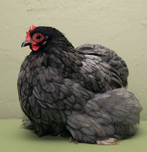 Just like our girl, Duchess.  A blue cochin bantam hen... via noshoes, Flickr Cochin Bantam, Cochin Chickens, Happy Day Farm, Bantam Chickens, Chicken Pictures, Fancy Chickens, Beautiful Chickens, Hen Chicken, Chickens And Roosters