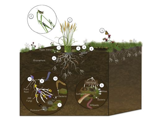 Preserving ecosystem services through adaptive soil management — Global Soil Biodiversity Initiative Ecosystem Services, Natural Resource Management, University Of Nebraska Lincoln, Nebraska Lincoln, Drought Tolerant Perennials, Dust Bowl, Erosion Control, Earthworms, Resource Management