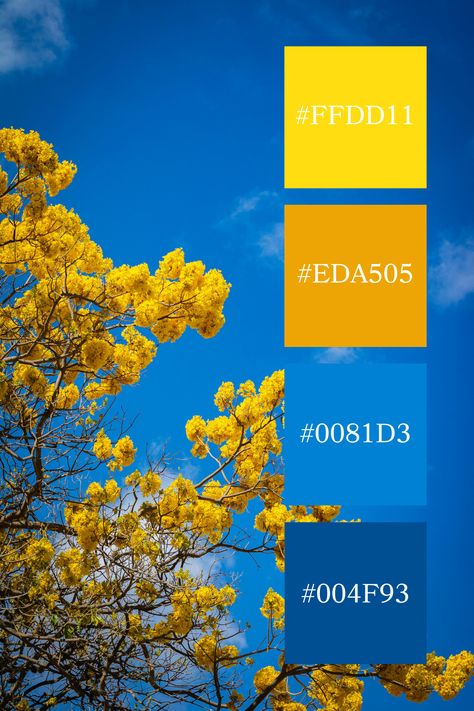 This blue and yellow color palette is beautifully illustrated by the bright yellow blossoms of a tree set against a clear, vivid blue sky. The cheerful yellow flowers stand out brilliantly, creating a vibrant and uplifting scene. Blue And Yellow Colour Palette, Yellow And Blue Color Palette, Royal Blue And Yellow Color Palette, Color Scheme Generator, Yellow Palette, Yellow Blossom, Blue Palette, Color Palette Yellow, Deep Blue Sea