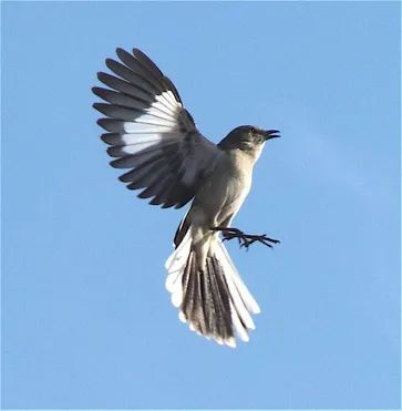 Northern Mockingbird Tattoo, Irene Hanson, Mockingbird Flying, Mockingbird Drawing, Mocking Bird Tattoo, Eminem Mockingbird Lyrics, Mockingbird Tattoo, Eminem Mockingbird, Northern Mockingbird