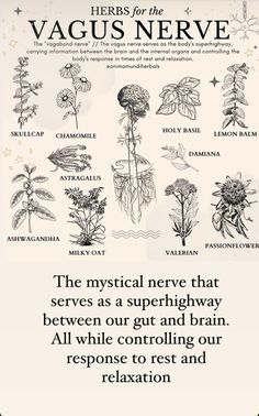 Essential Oils For Vagus Nerve, Herbs For Nerve Damage, Vagus Nerve Healing Essential Oils, Herbs For Nerve Pain, Vagus Nerve Healing, Tinctures Recipes, Natural Pain Killers, Herb Life, Healing Essential Oils