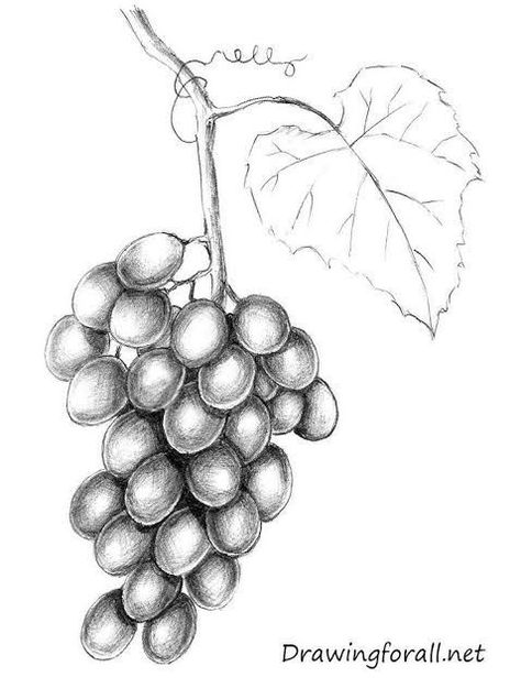 Fruit Shading, Leaf Drawing Easy, Still Life Pencil Shading, Kids Drawing Ideas, Grape Drawing, Future Drawing, Fruit Sketch, Leaves Drawing, Vine Drawing