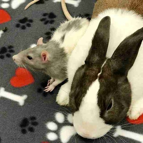 rat and bunny best friends Space Cadet, Palace Pets, Pocket Pet, Cute Rats, What Dogs, Secret Life Of Pets, Indoor Dog, Kinds Of Dogs, Vet Tech