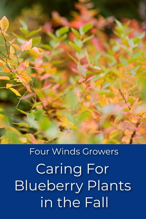 fall blueberry plants changing colors from green to red Blueberry Plants Gardening, Blueberry Bush Care, Pruning Blueberry Bushes, Hardy Shrubs, Growing Berries, Planting Fruit, Blueberry Gardening, Growing Blueberries, Raspberry Plants