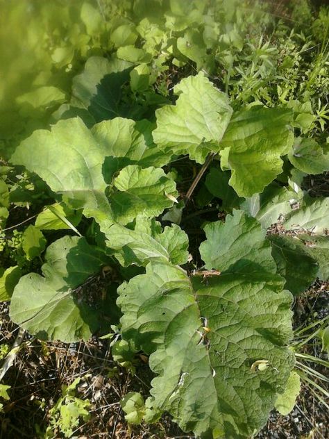 Burdock, stems, leaves and roots are all edible.  The root is deemed the most nutritious when in the fall of its first year the energy of the plant turns back down into the roots. Burdock Root Tincture Benefits, Burdock Root Witchcraft, Burdock Magical Properties, Burdock Plant, How To Harvest Burdock Root, Grow Herbs, Burdock Root, Herb Recipes, Going Natural