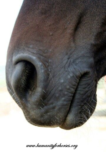 Horse Face Photography, Muscle Horse, Horse Muzzle, Horse Nose, Horses Sculpture, Texas Animals, Horse Markings, Animal Noses, Horse Heads