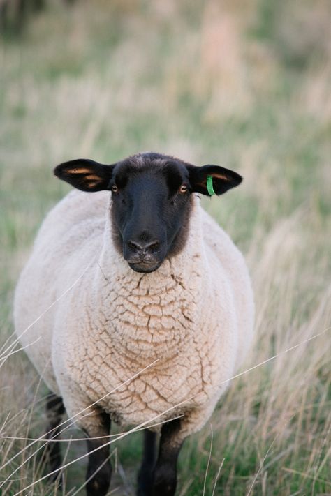 Sheep Photography, Sheep Sculpture, Herdwick Sheep, Black Faced Sheep, Suffolk Sheep, Australian Country, Sheep Illustration, Lost Sheep, Farm Scenes