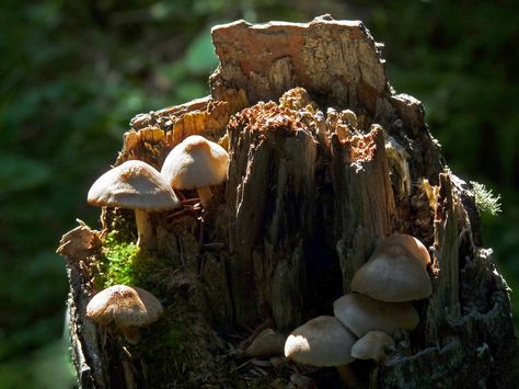 Rotting Tree, Fairy House Drawing, Fairy Home, Plant Fungus, Mushroom House, Wood Planters, House Drawing, Tree Stump, Fairy House